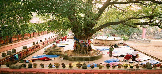 bodhi-tree-bodhgaya.jpg